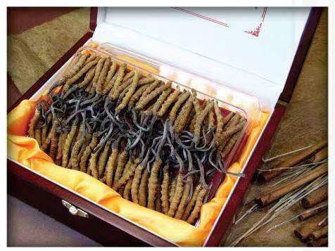 封开冬虫夏草回收